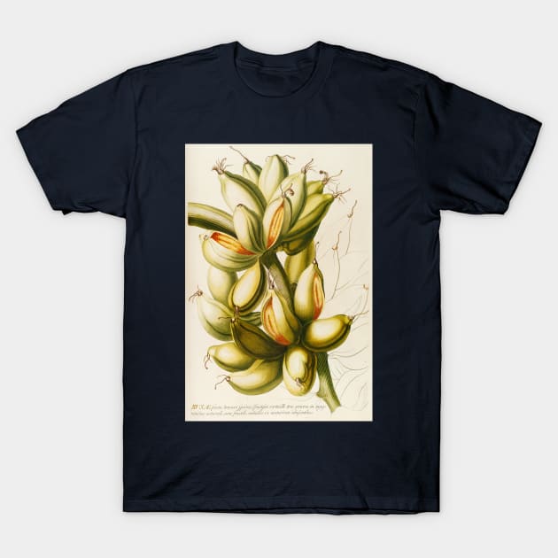 Banana - Musa fruit - Botanical Illustration T-Shirt by chimakingthings